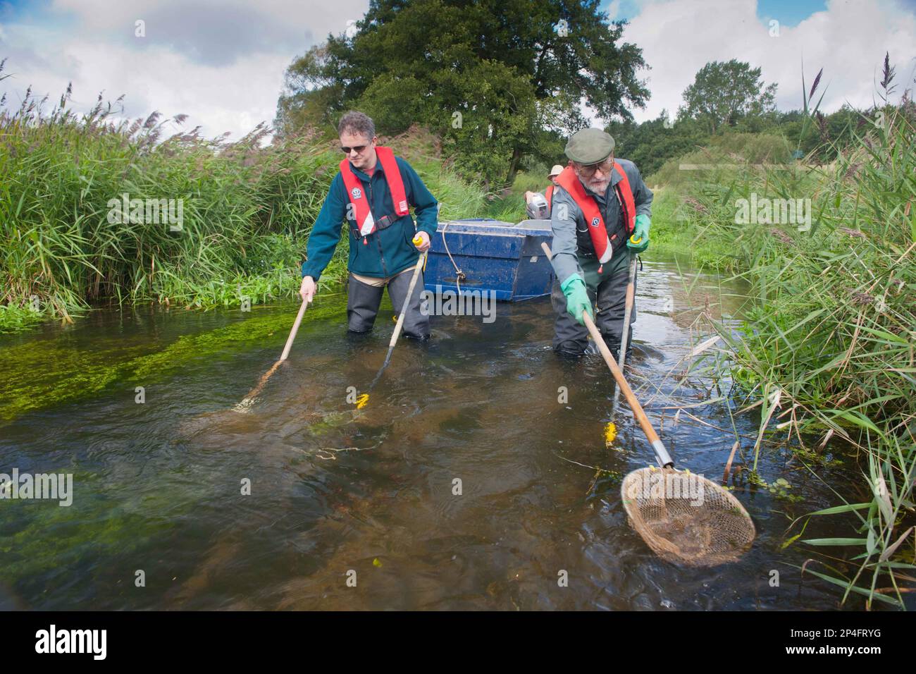 Les travailleurs de la conservation qui travaillent à la compensation de la rivière pendant le relevé, River Wensum, Norfolk, Angleterre, Royaume-Uni Banque D'Images