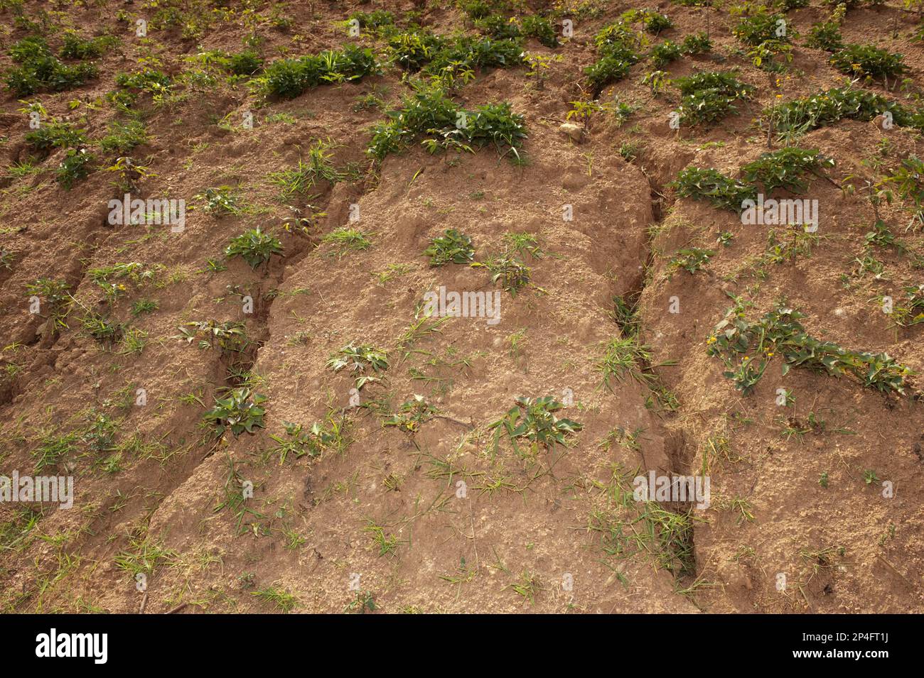 Pays de colline avec des signes d'érosion du sol due au ruissellement de l'eau, Rwanda Banque D'Images