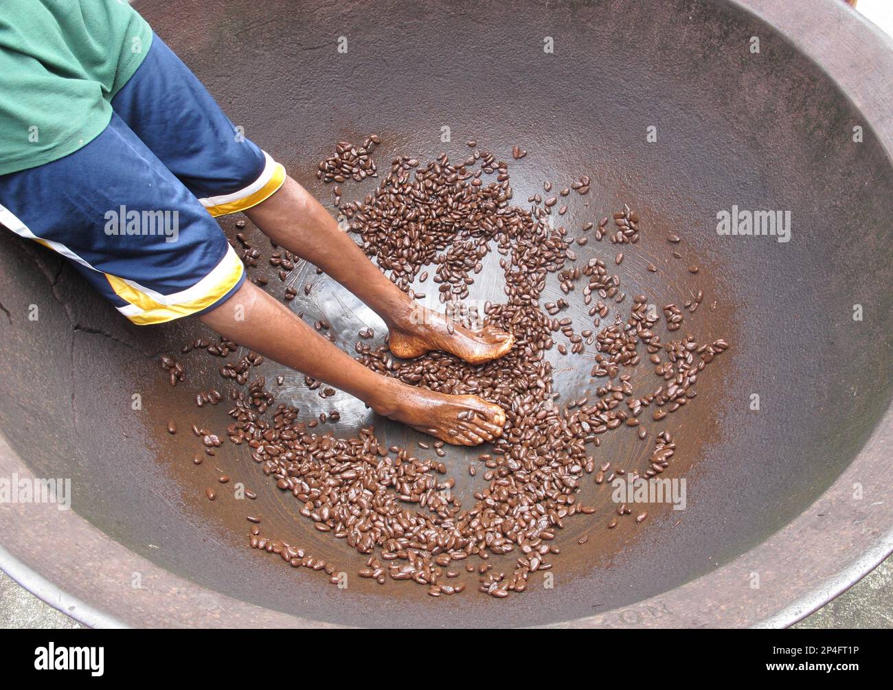 Récolte de cacaoyère (Theobroma cacao), haricots dans un grand bol après avoir été couvert en danse cacaoyère par des ouvriers, Fond Doux Plantation, Sainte-Lucie, Windward Banque D'Images