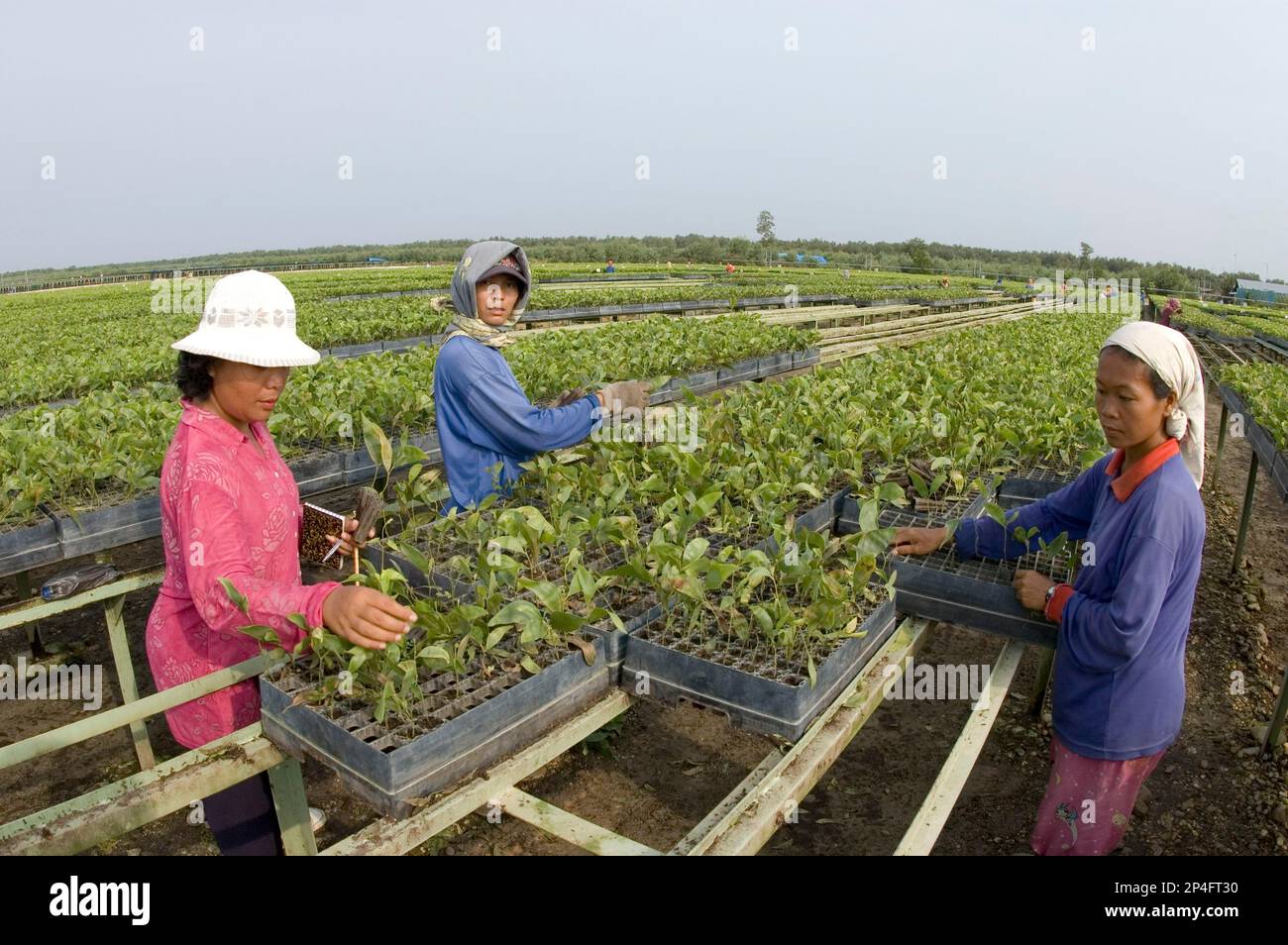 Usine de papier, usines de papier, travailleurs travaillant sur rang de semis, usine de pâtes et papiers Riau (RAPP), près de Pekanbaru, Sumatra, Indonésie Banque D'Images