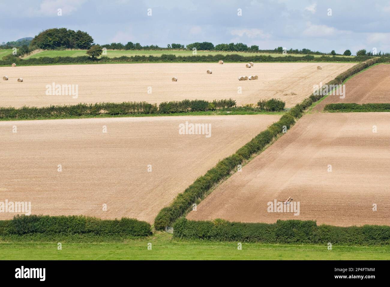 Vue sur les champs avec haies et les champs arables récemment cultivés, Dorset, Angleterre, Royaume-Uni Banque D'Images