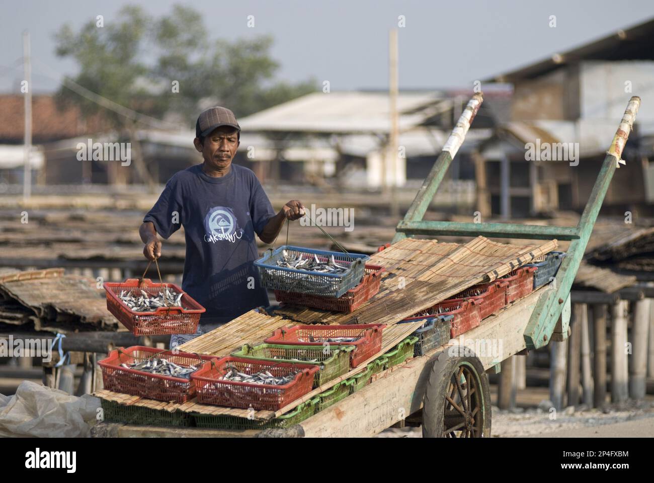Homme levant des poissons dans des paniers de la charrette pour les poser sur des tapis à sécher, Muara Karang, Jakarta, Java, Indonésie Banque D'Images