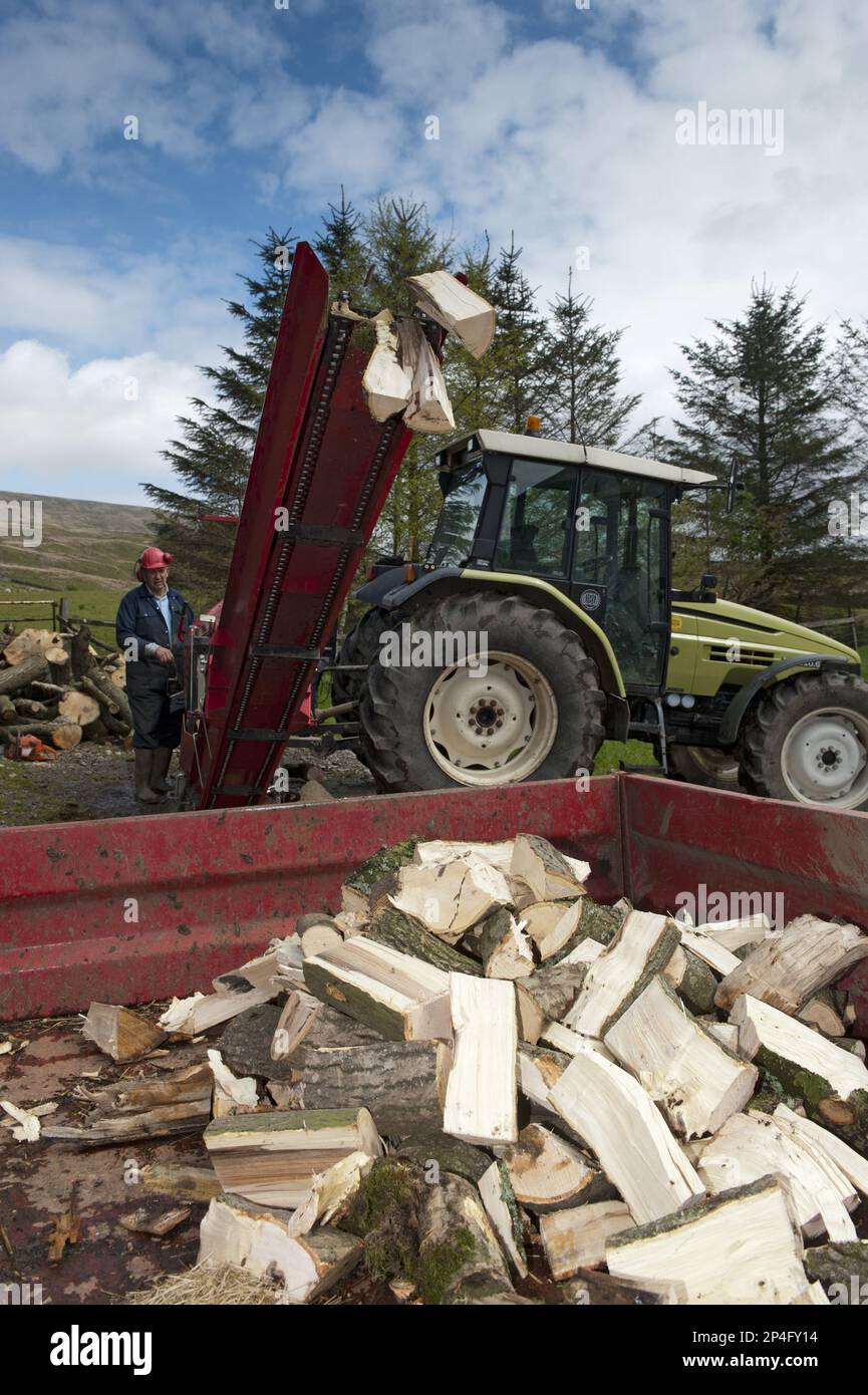 Piles de bois de chauffage provenant de machines à scier et à fendre entraînées par un tracteur, Cumbria, Angleterre, Royaume-Uni Banque D'Images