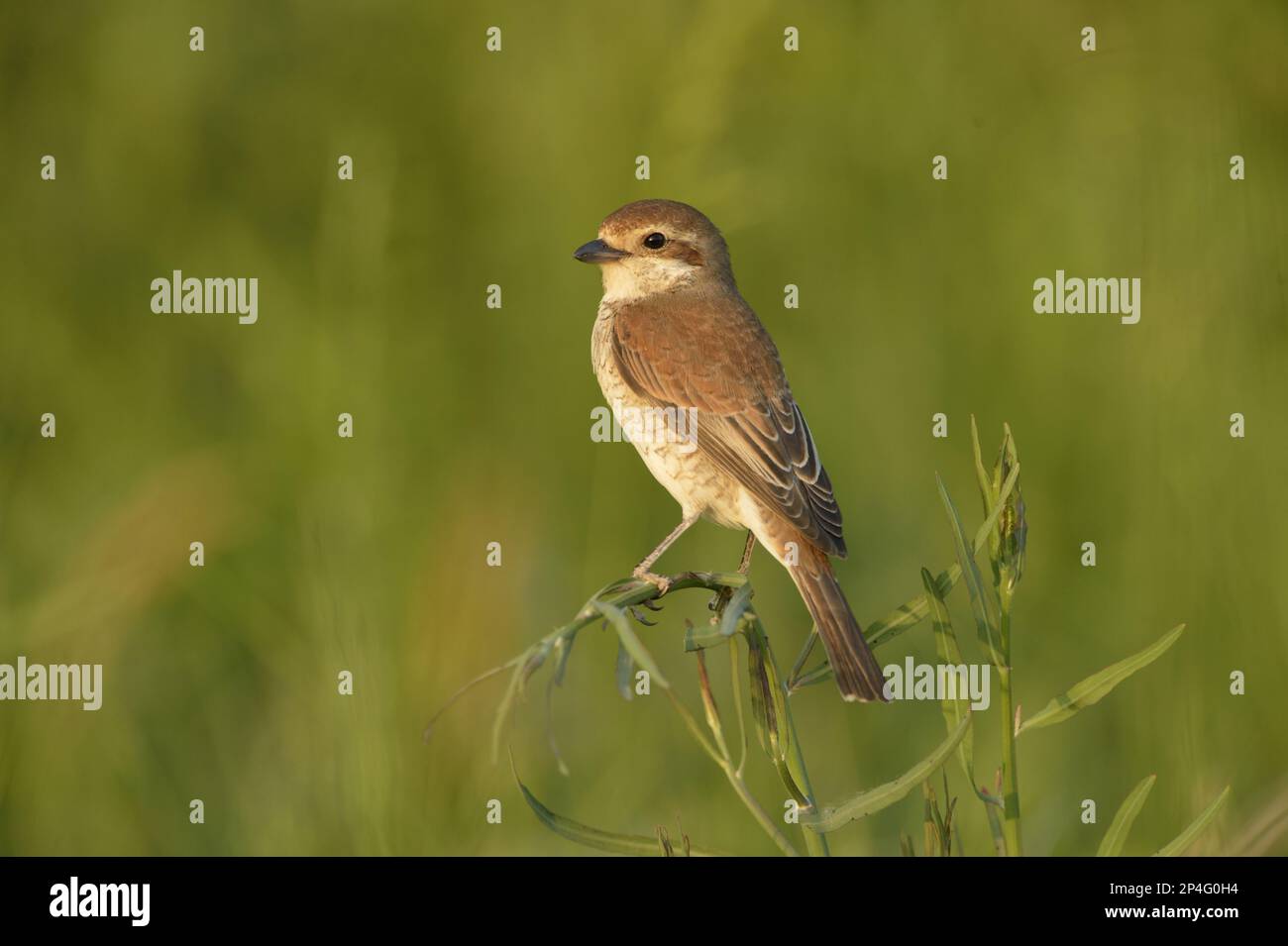 Crevettes à dos rouge (Lanius collurio), oiseaux chanteurs, animaux, oiseaux, Shrike à dos rouge, femelle adulte, perchée sur la tige, Roumanie Banque D'Images