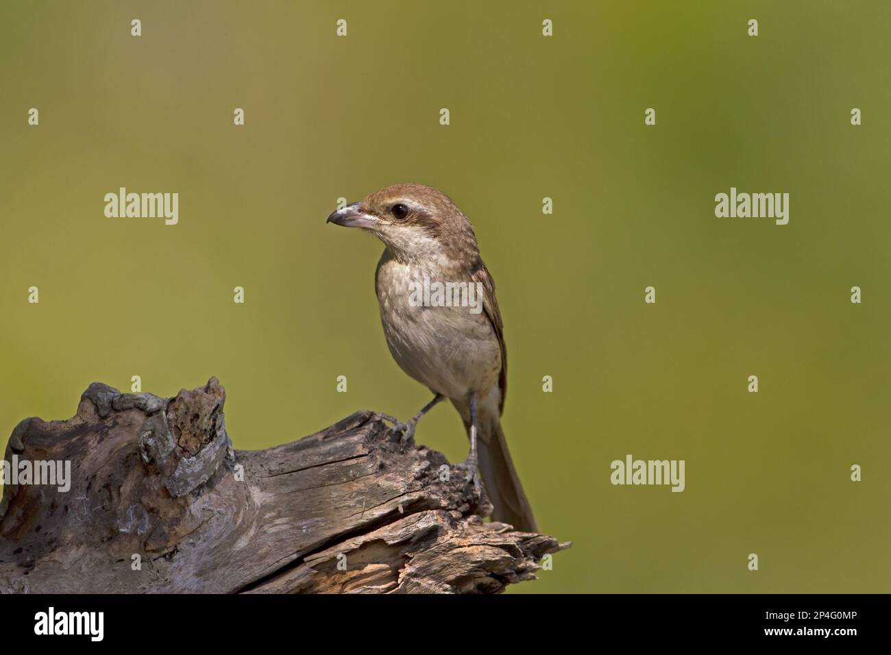 Merlu brun (Lanius cristatus) adulte, perchée en rondins, Sundarbans, delta du Gange, Bengale occidental, Inde Banque D'Images