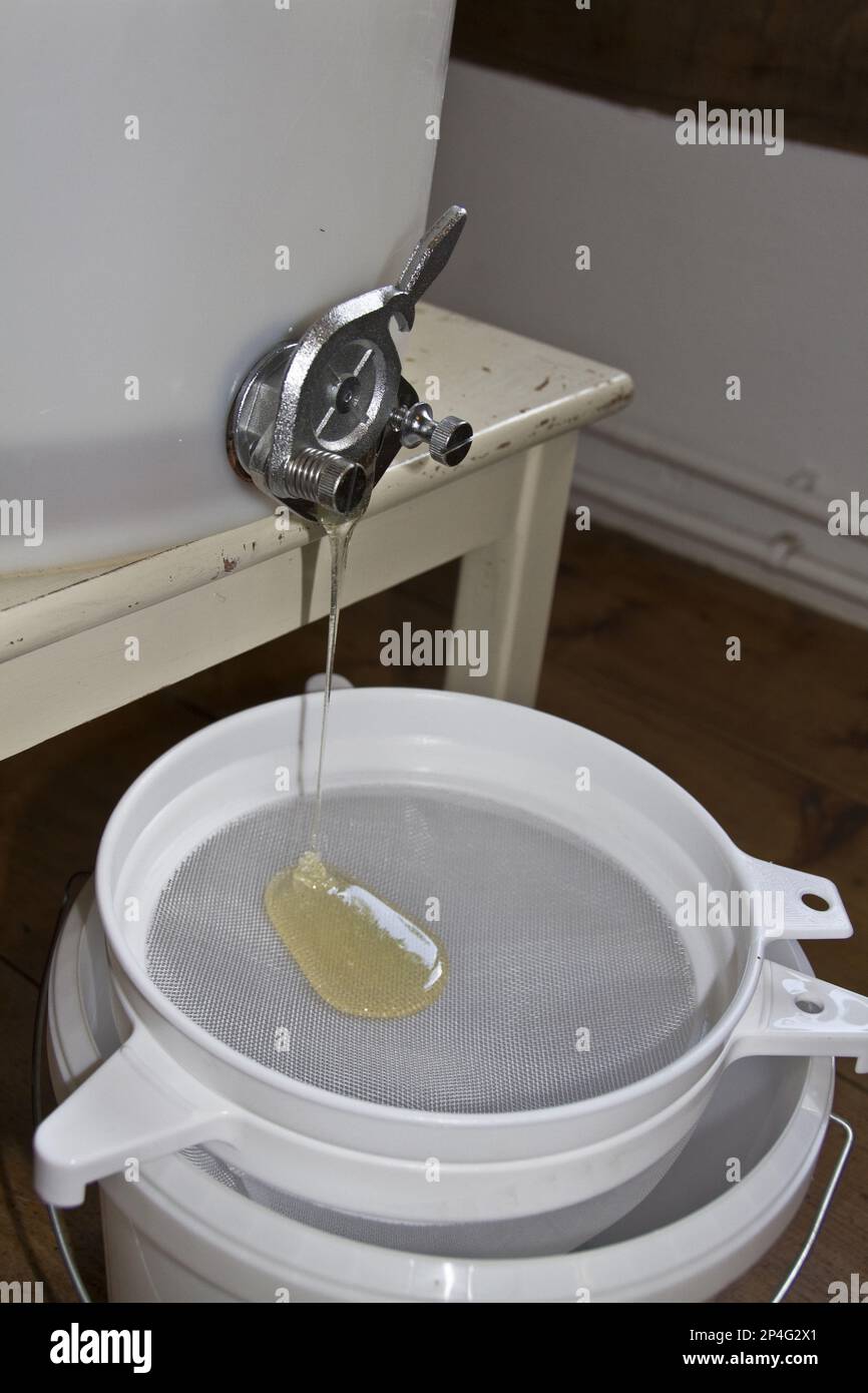 Une fois que le miel a été essoré du peigne, il est filtré à travers deux filtres dans le tambour de stockage, où la filtration élimine tous les indésirables Banque D'Images