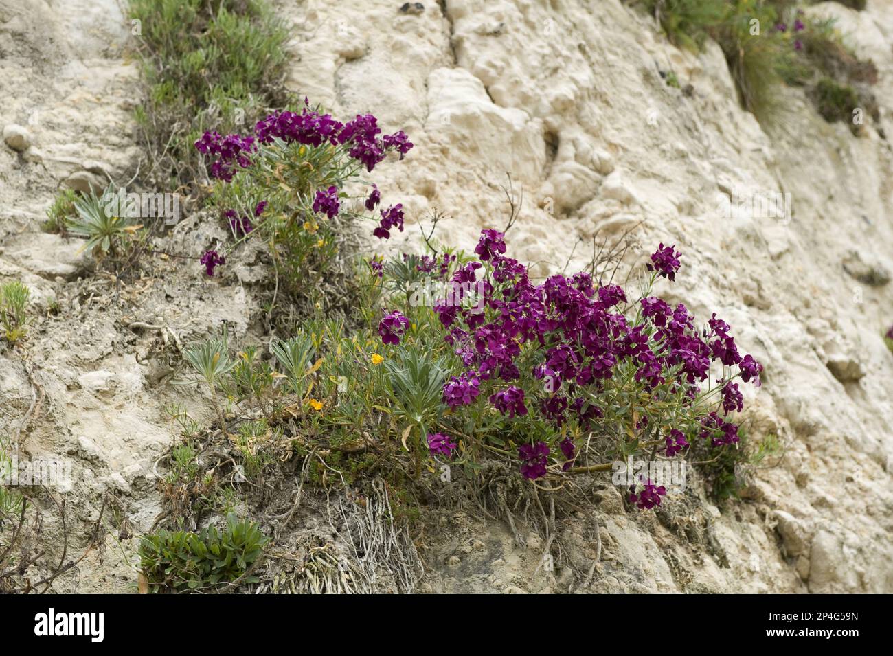 Le stock de cervelles (Matthiola incana) fleurit avec d'autres plantes sur les falaises de Beer Beach à Devon Banque D'Images