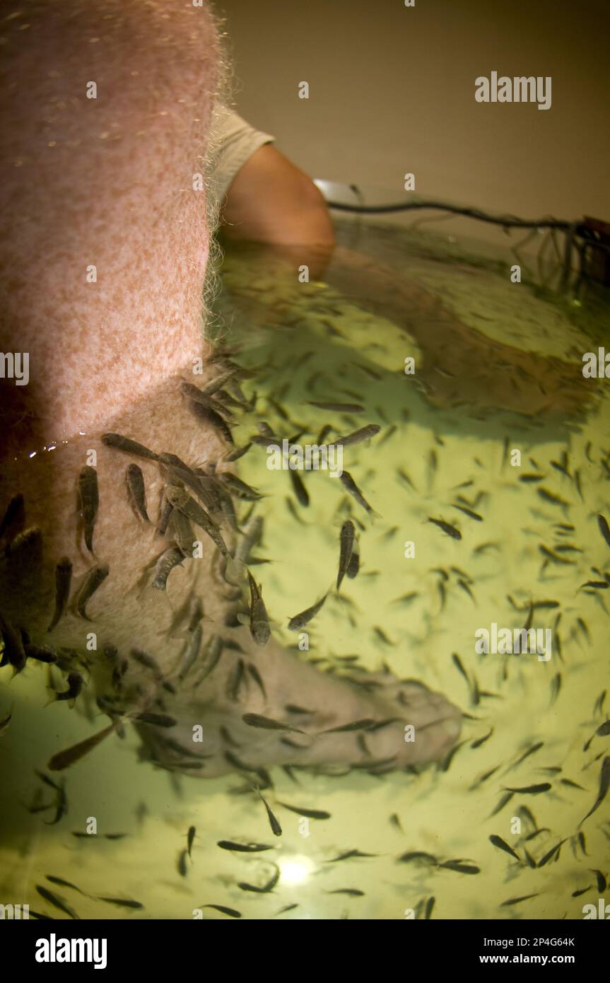 Traitement de la peau du poisson dans un spa, avec des bancs de poissons de docteur (Garra rufa) grignotant sur les jambes des gens, Bali, îles de Lesser Sunda, Indonésie Banque D'Images
