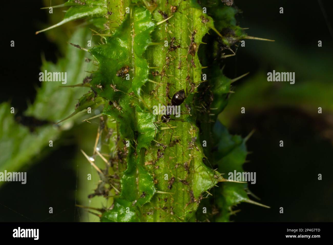 Gros plan de la relation symbiotique entre les fourmis et les ahpids. Banque D'Images