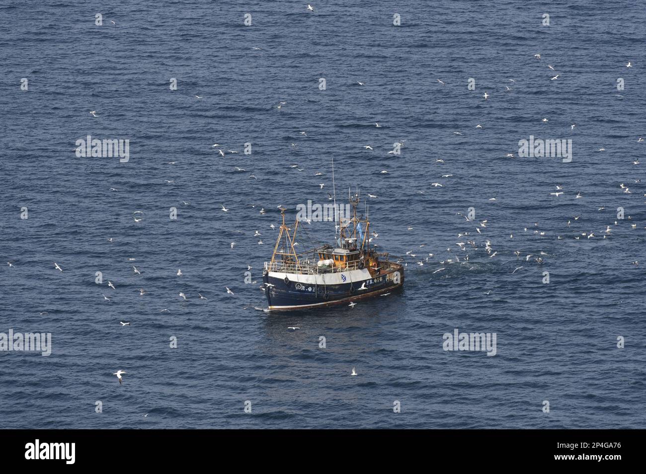 Gannet du Nord (Morus bassanus) et mouettes, troupeau mixte, après bateau de pêche, Troup Head, Moray Firth, Aberdeenshire, Écosse, Royaume-Uni Banque D'Images