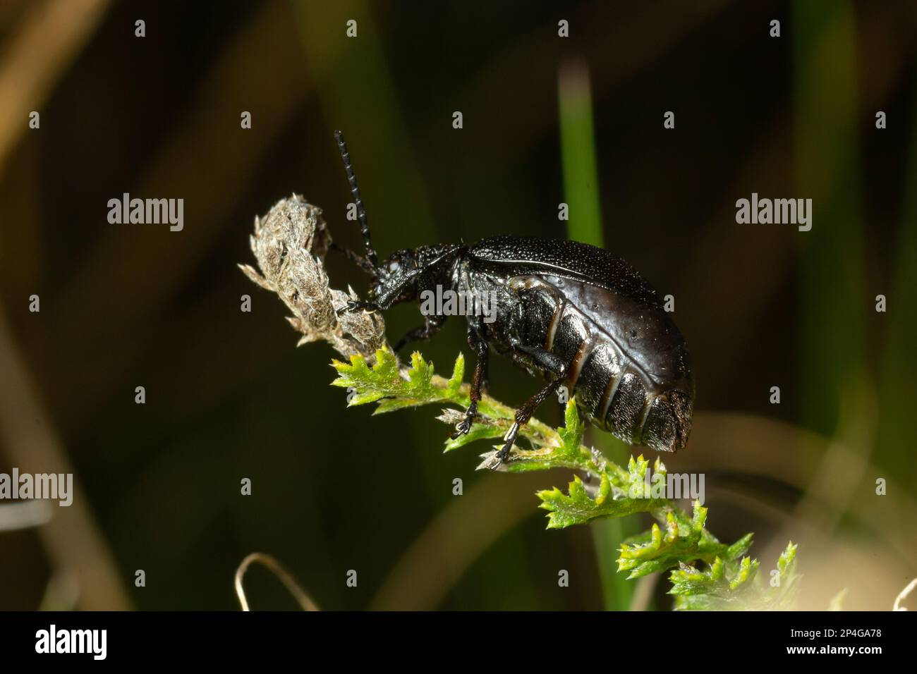 Bug repose sur une feuille. Insecta Coleoptera Chrysomelidae Galeruca tanaceti femelle, jour d'été dans le milieu naturel. Banque D'Images