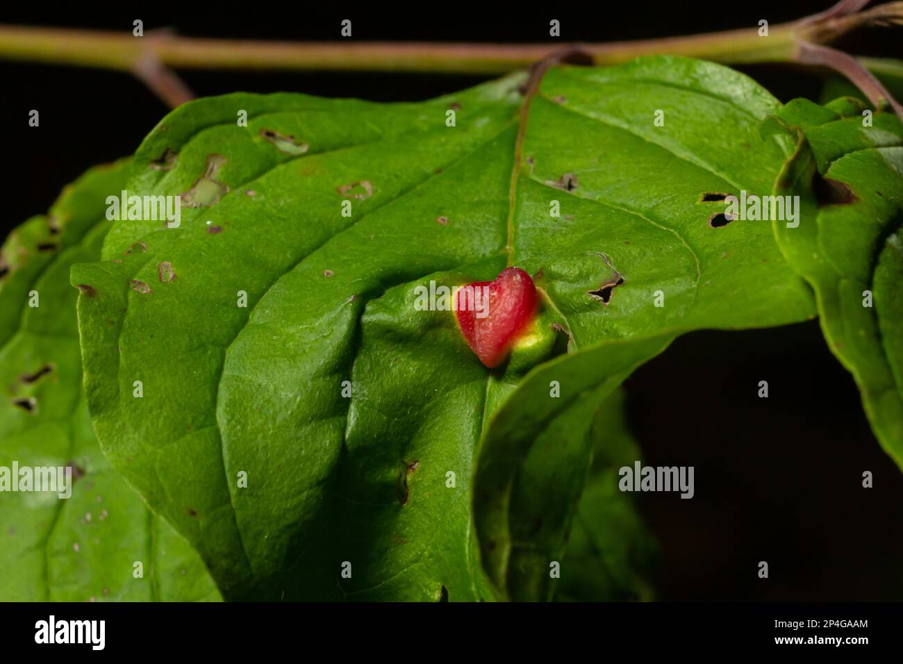 Galls rouges de Pontania proxima sur feuille verte, arbre malade. Pontania proxima, la mouche à Galle de saule. Galettes de plantes. Euura proxima, diseas foliaires, pustule rouge Banque D'Images