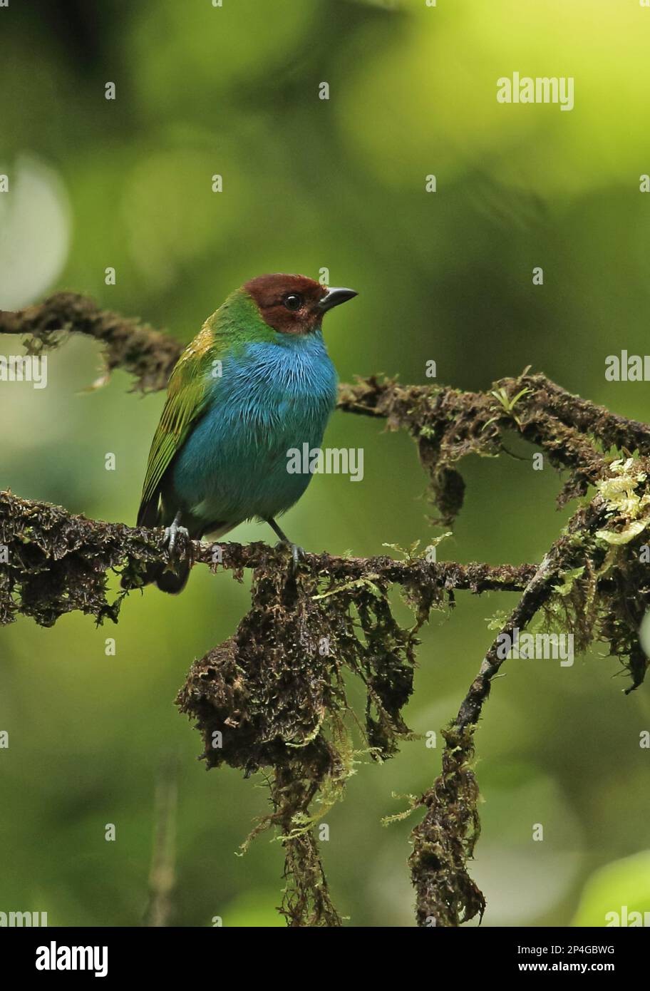 Tanager à tête brune (Tangara gyrola bangsi) adulte, assis sur une branche de mousse, Canopy Lodge, El Valle, Panama Banque D'Images