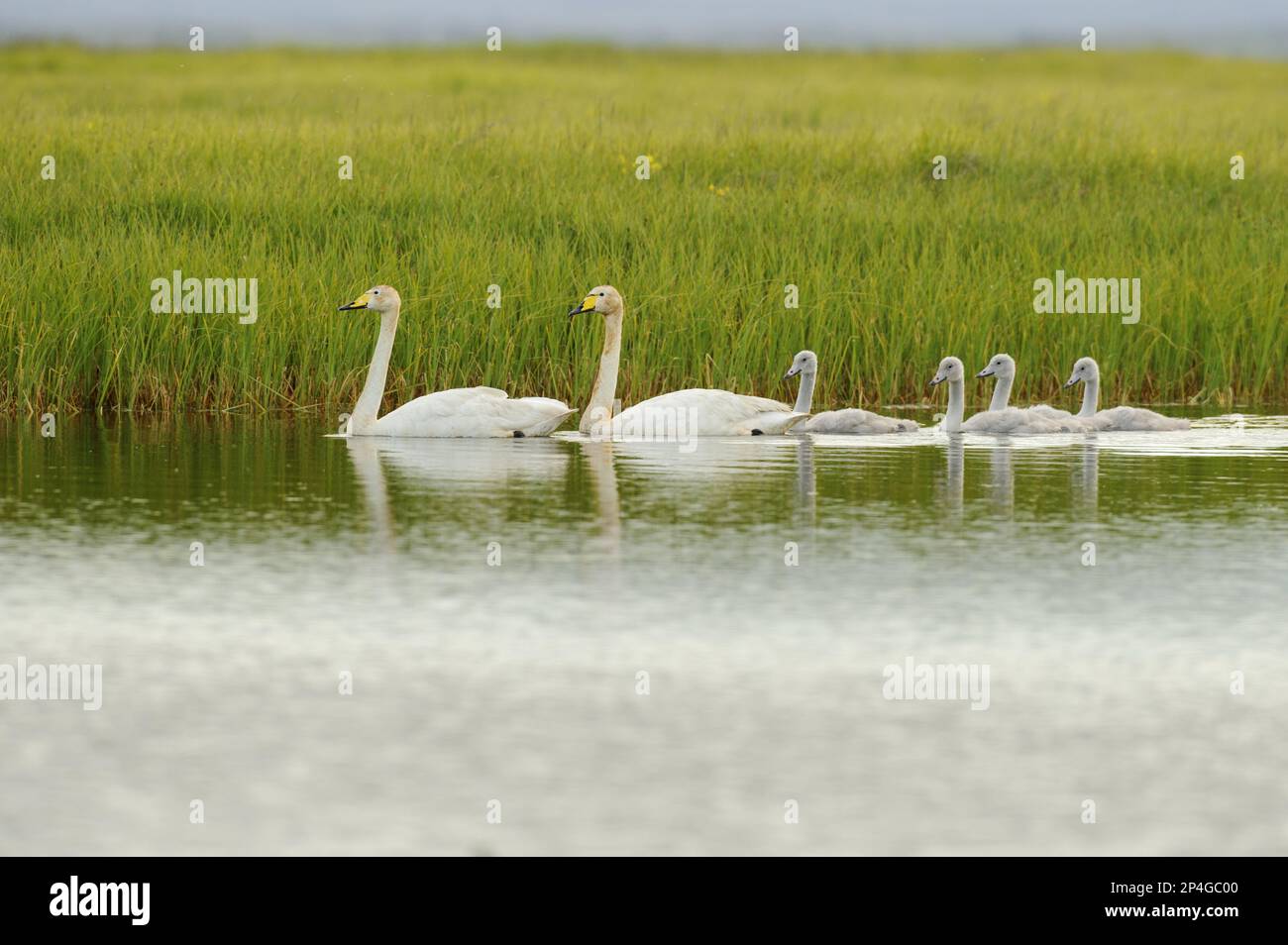 Whooper Cygne (Cygnus cygnus) paire d'adultes et cygnets, baignade sur le lac, Islande Banque D'Images