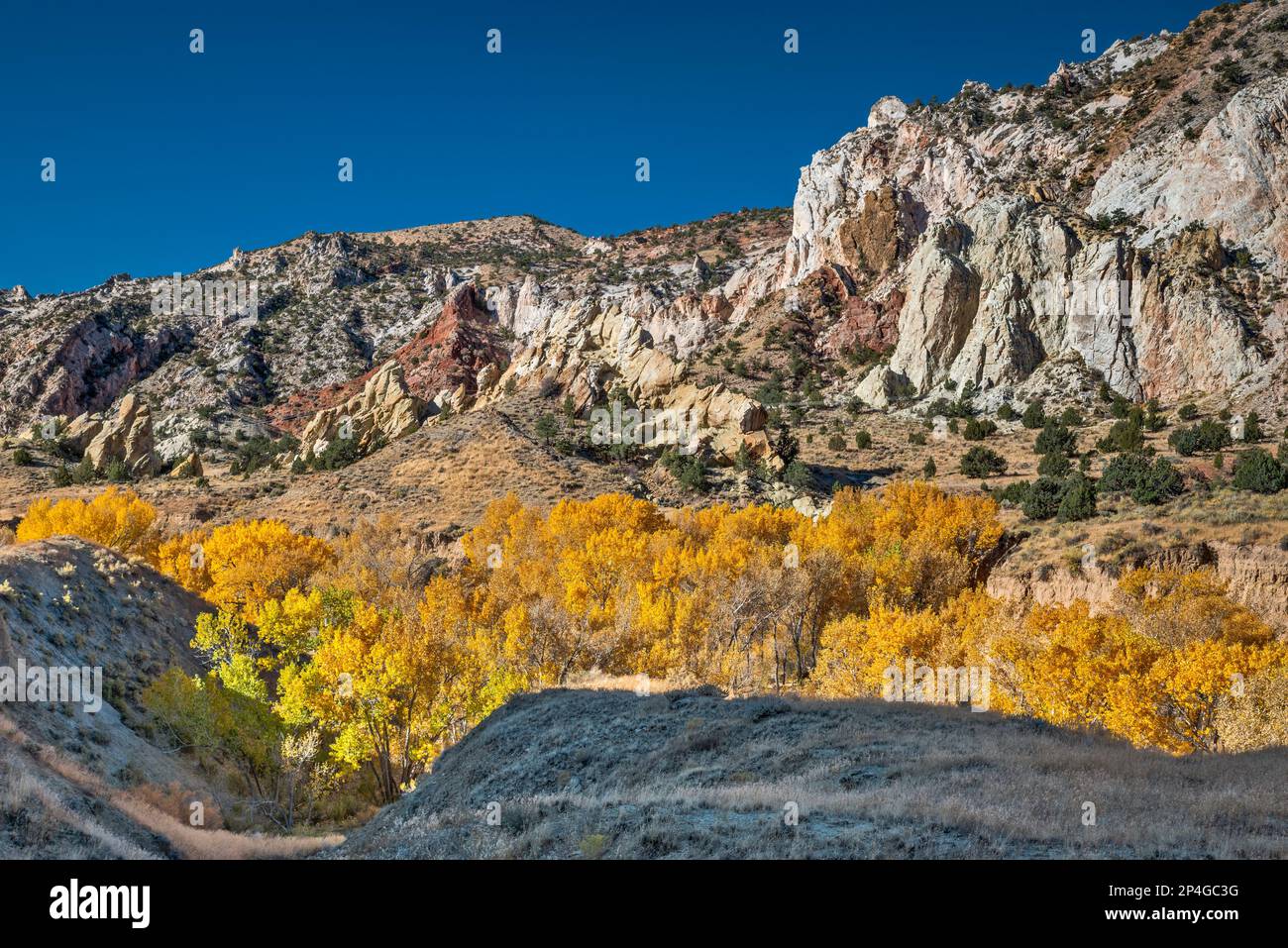 Lits de Rush au-dessus de Cottonwood Canyon, arbres de coton dans le feuillage d'automne, Cottonwood Creek, Grand Staircase Escalante National Monument, Utah, États-Unis Banque D'Images