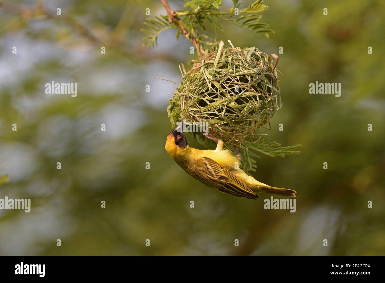 Tisserand masqué méridional (Ploceus velatus), homme adulte, nid suspendu, Lusaka, Zambie Banque D'Images