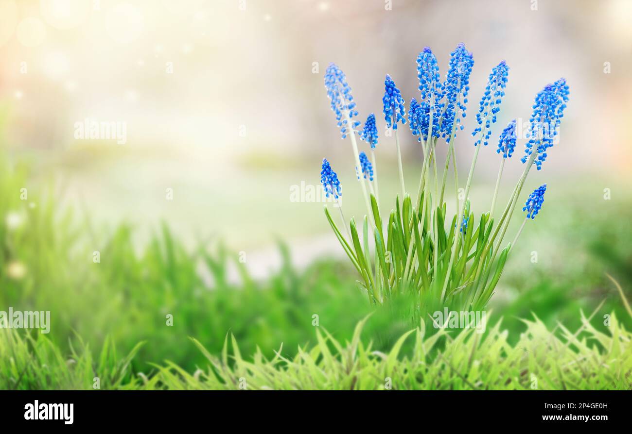 Printemps nature fond avec bleu jacinthes sauvages fleurs dans l'herbe verte et bokeh. Vue avant.extérieur Banque D'Images