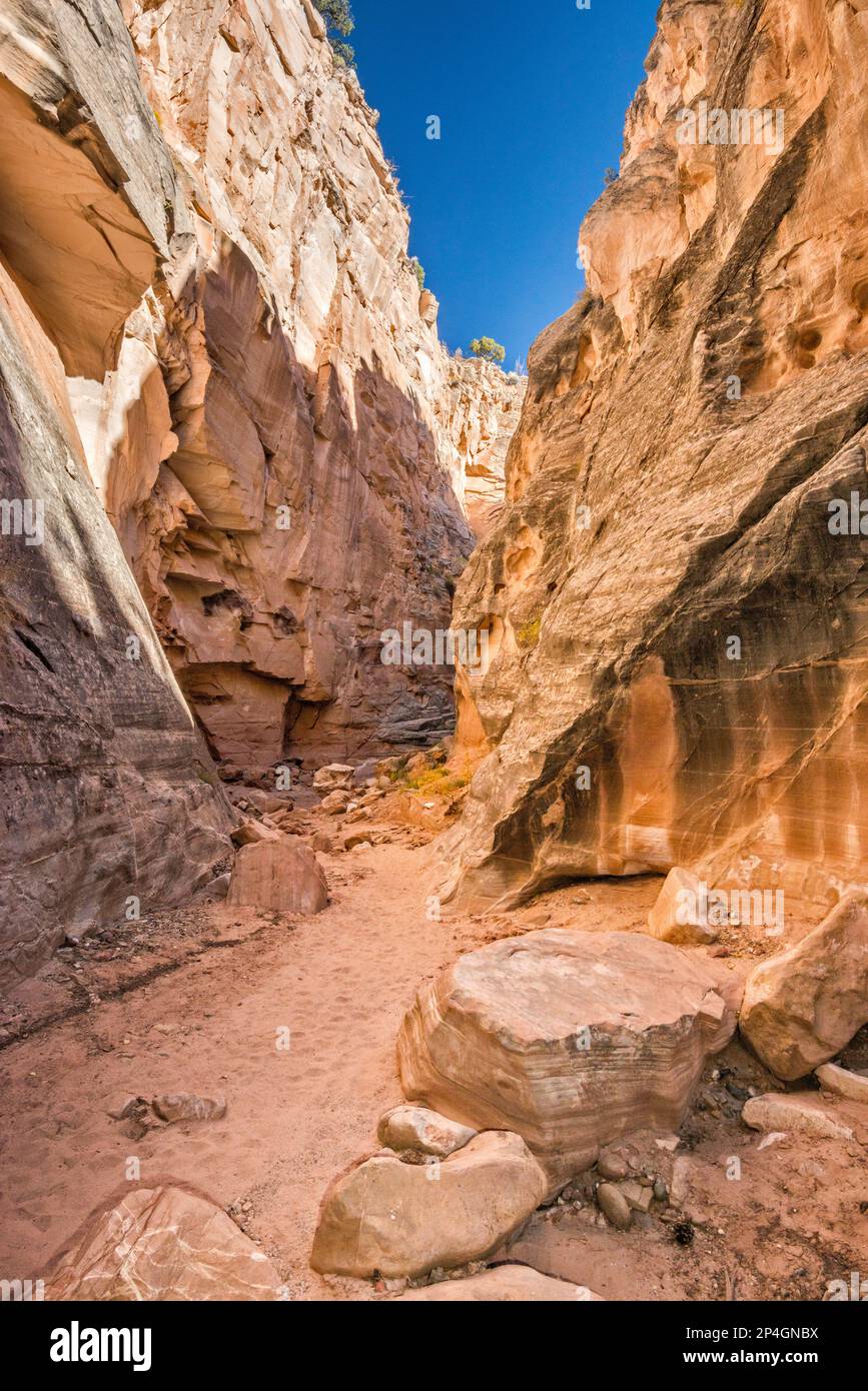 Cottonwood Narrows, à côté de Cottonwood Road, Grand Staircase Escalante National Monument, Utah, États-Unis Banque D'Images