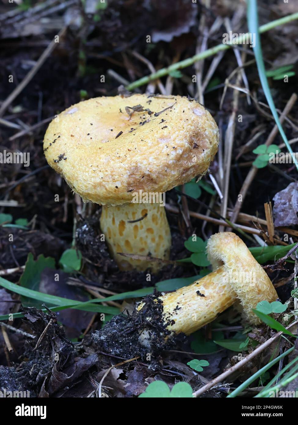 Lactarius repraesentaneus, connu sous le nom de Milkcap barbu du nord, de Milkcap du nord ou de Milkcap à coloration pourpre, champignon sauvage de Finlande Banque D'Images