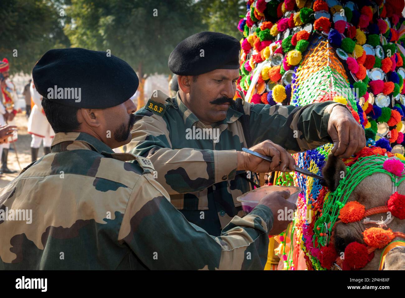 Inde, Rajasthan, Bikaner, Centre national de recherche Camel, Festival Camel, soldats de la Force de sécurité frontalière traitant l'oreille de chameau avec antiseptique Banque D'Images