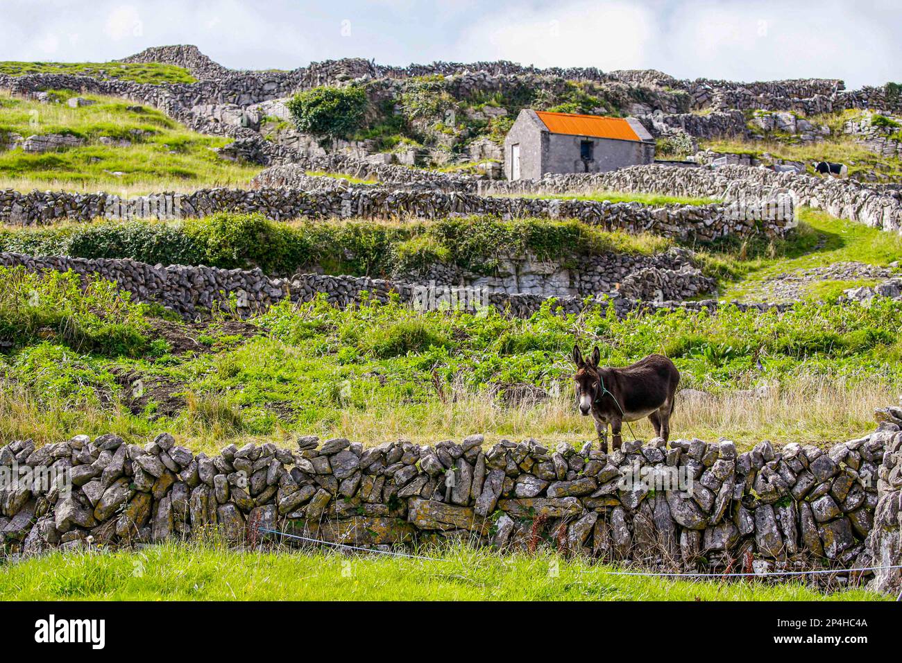 Âne au milieu d'une clôture en pierre empilée à la main en Irlande Banque D'Images