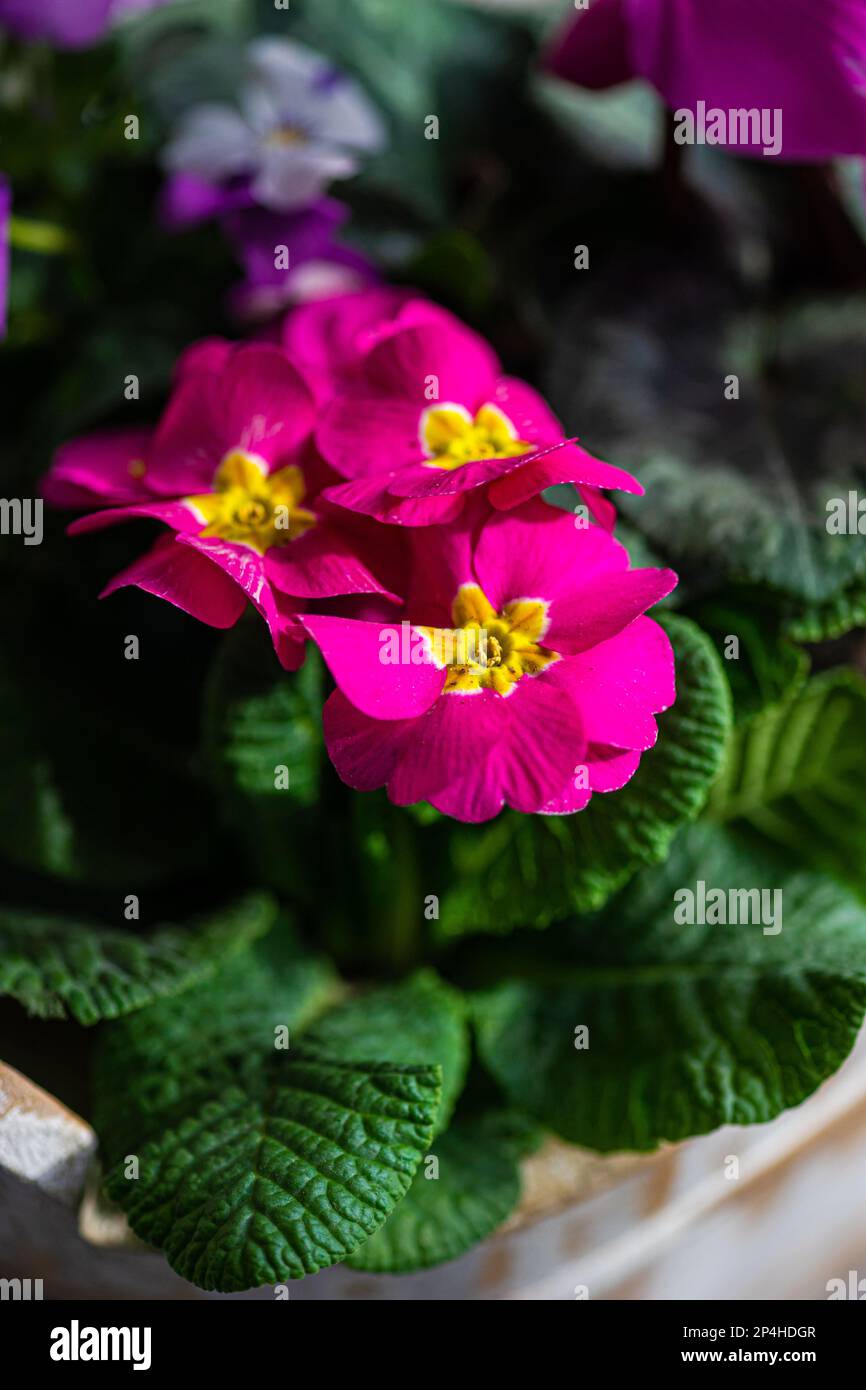 Belles fleurs d'onagre colorées dans le pot Banque D'Images