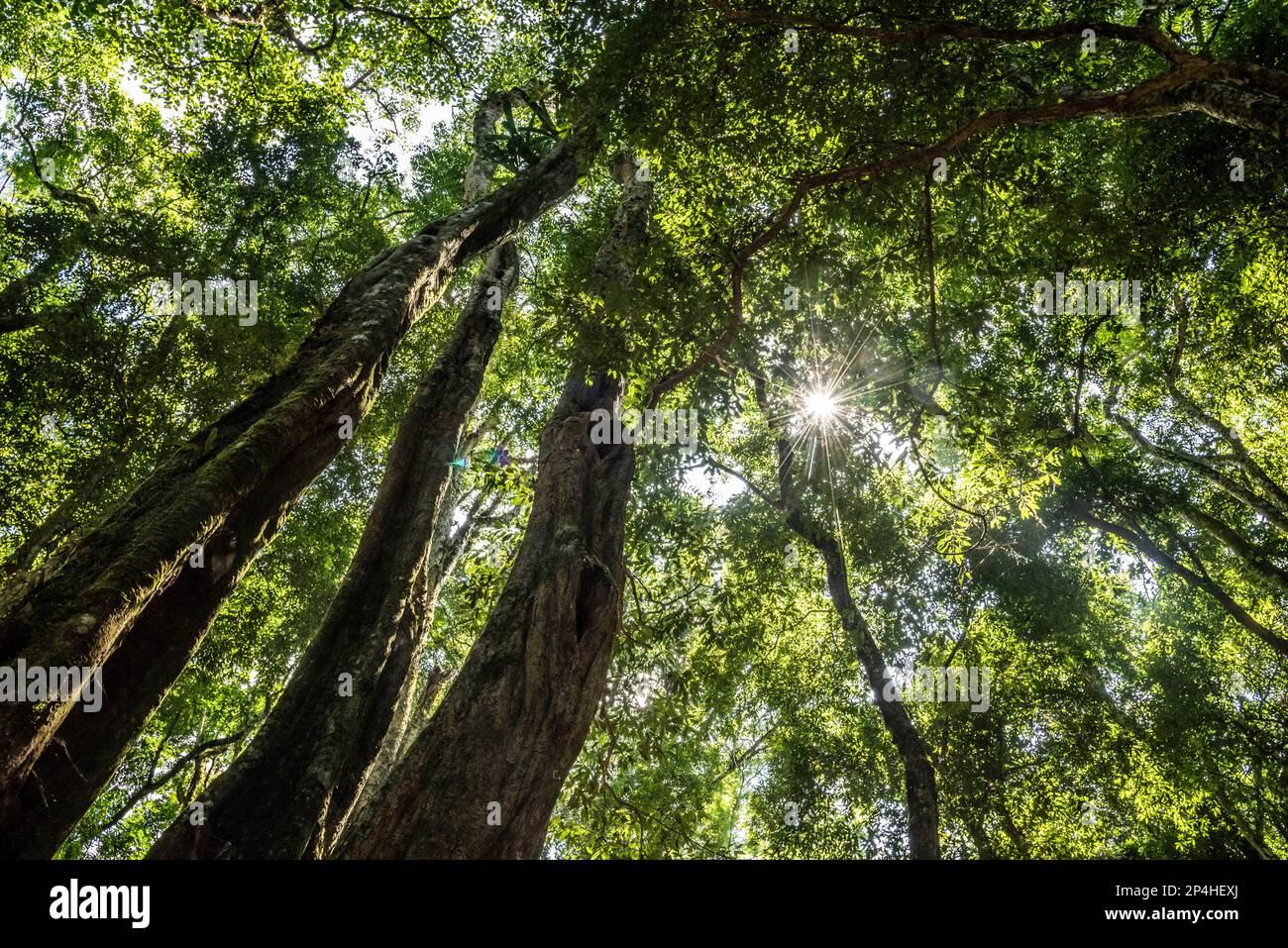 Magnifique paysage de feuilles et d'arbres de la forêt tropicale verte de l'atlantique Banque D'Images