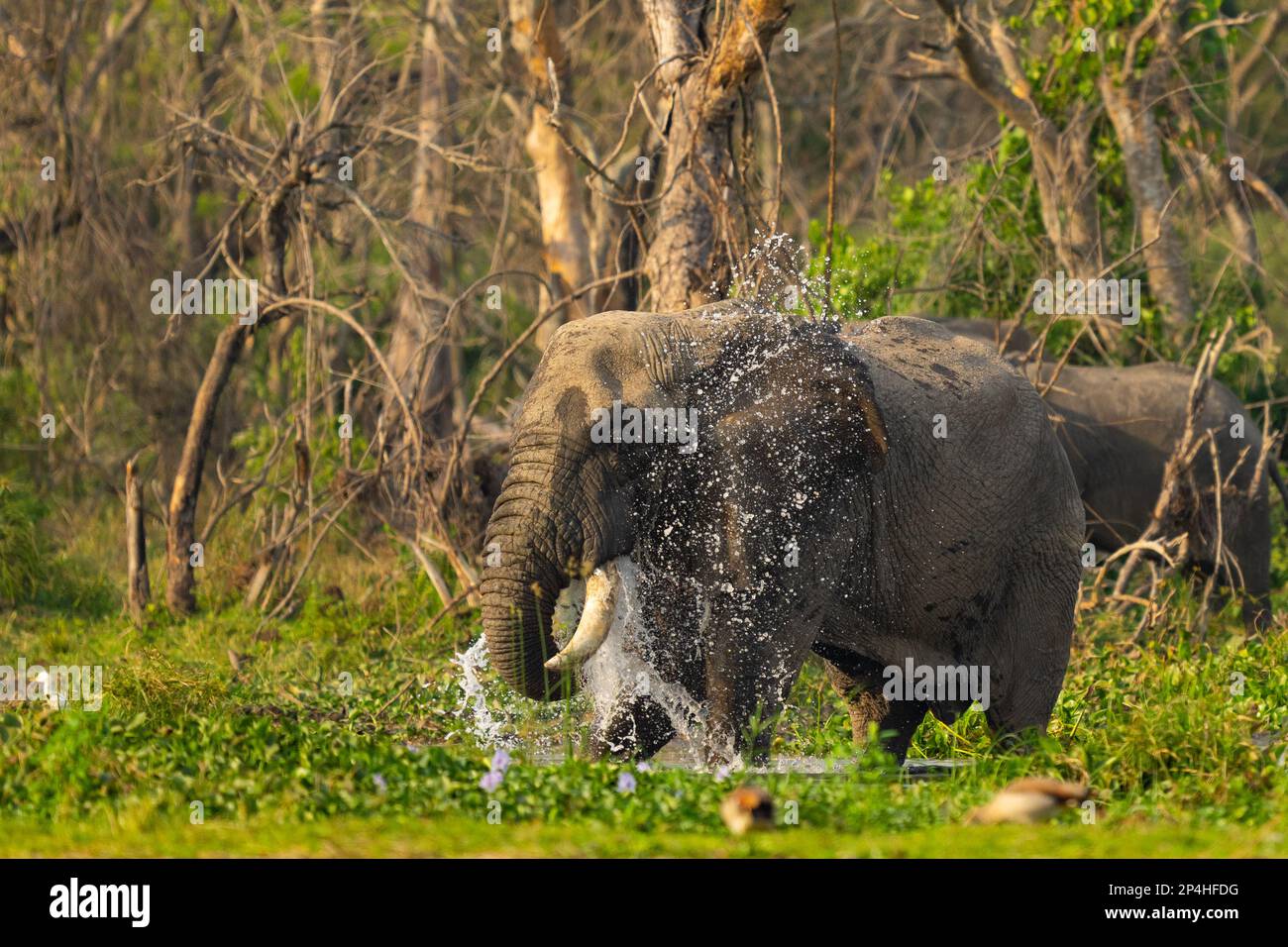 Elephant prend une douche dans le fleuve en Ouganda le parc national des chutes de murchinson au nil Banque D'Images