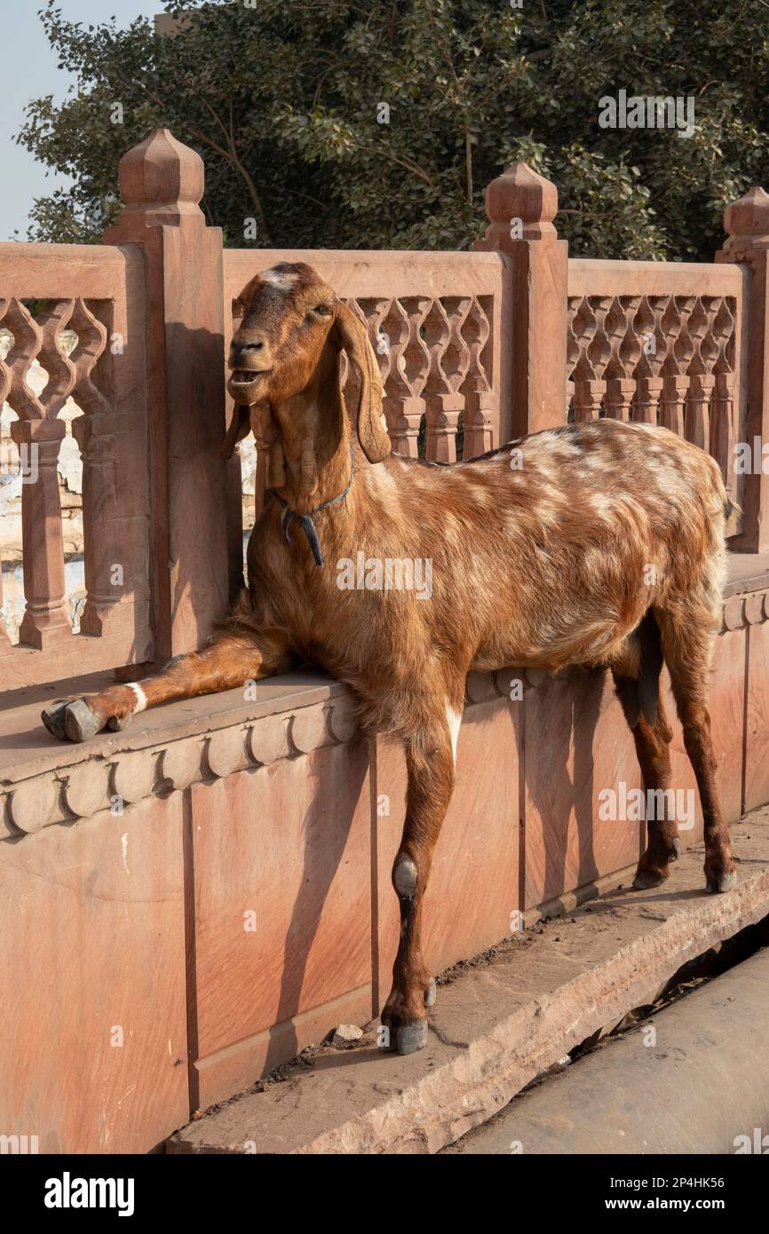 Inde, Rajasthan, Bikaner, Laxmi Nathji Ghati Road, chèvre reposant jambe sur mur Banque D'Images
