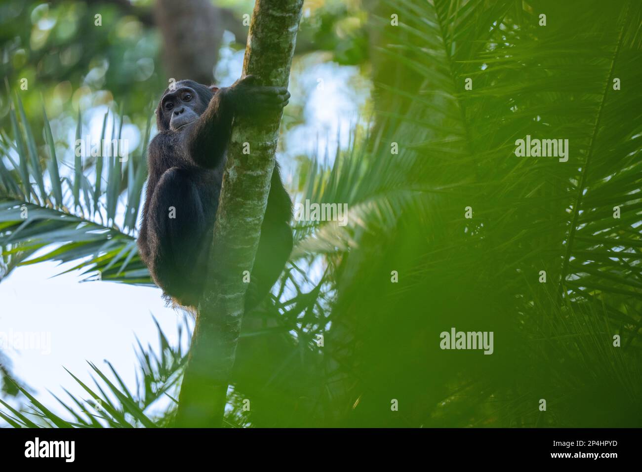 Chimpanzé grimpant dans un arbre dans le parc national de Kibale en ouganda Banque D'Images