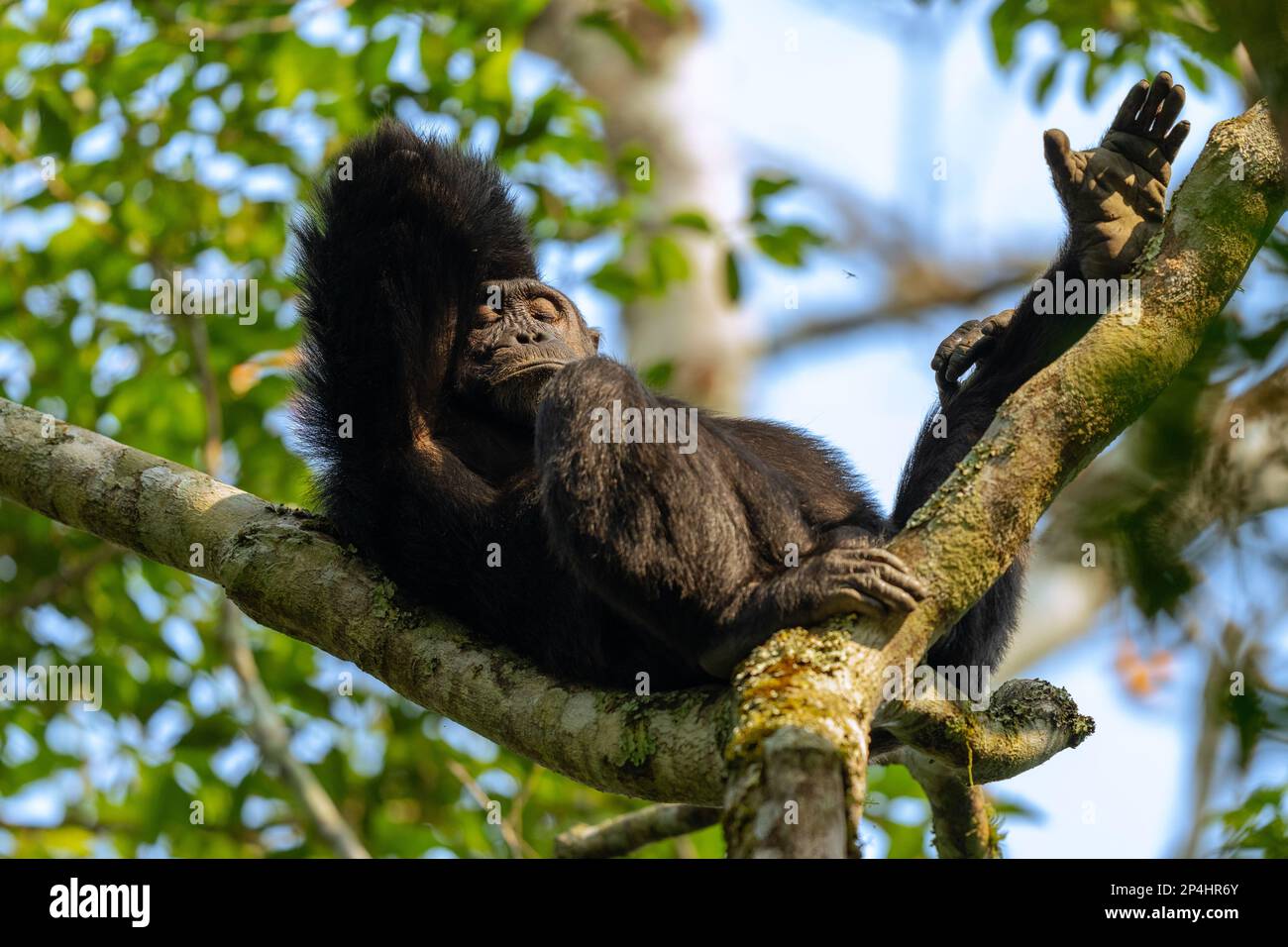 Chimpanzee se rafraîchi dans un arbre dans le parc national de Kibale en ouganda Banque D'Images