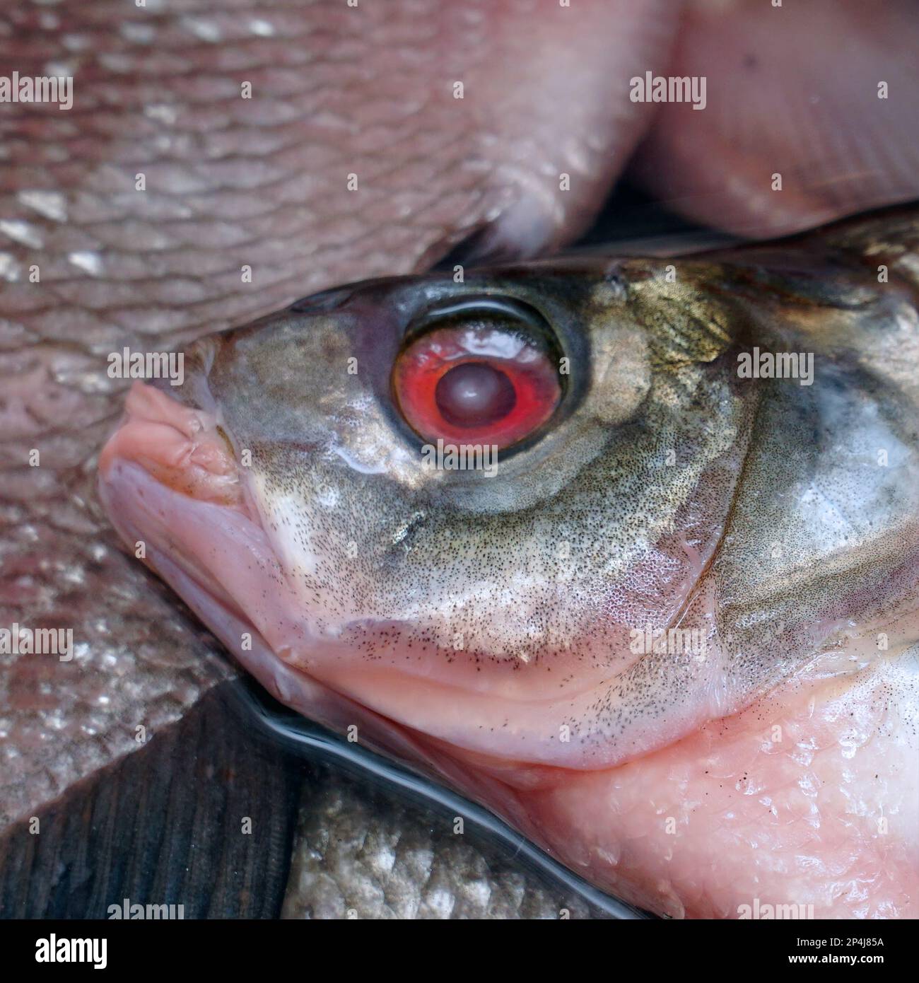 Poisson d'eau douce de la tête de la dorade gros plan. Mise au point douce Banque D'Images
