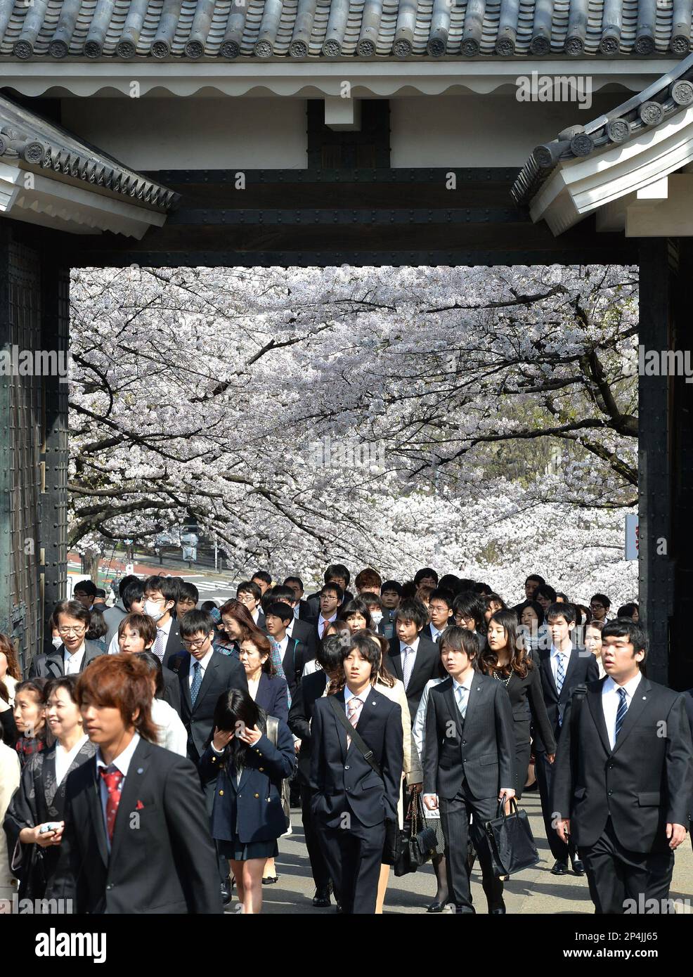 Around 300 someiyoshino cherry trees are in full bloom above freshmen who wear brand-new suits on their way to an entrance ceremony for Tokyo Denki University held at Nippon Budokan hall in Kitanomaru Park in Chiyoda Ward, Tokyo on April 2, 2014. According to the Japan Meteorological Agency and other sources, cherry blossoms can likely be admired in Tokyo until the end of this week. ( The Yomiuri Shimbun via AP Images ) Banque D'Images