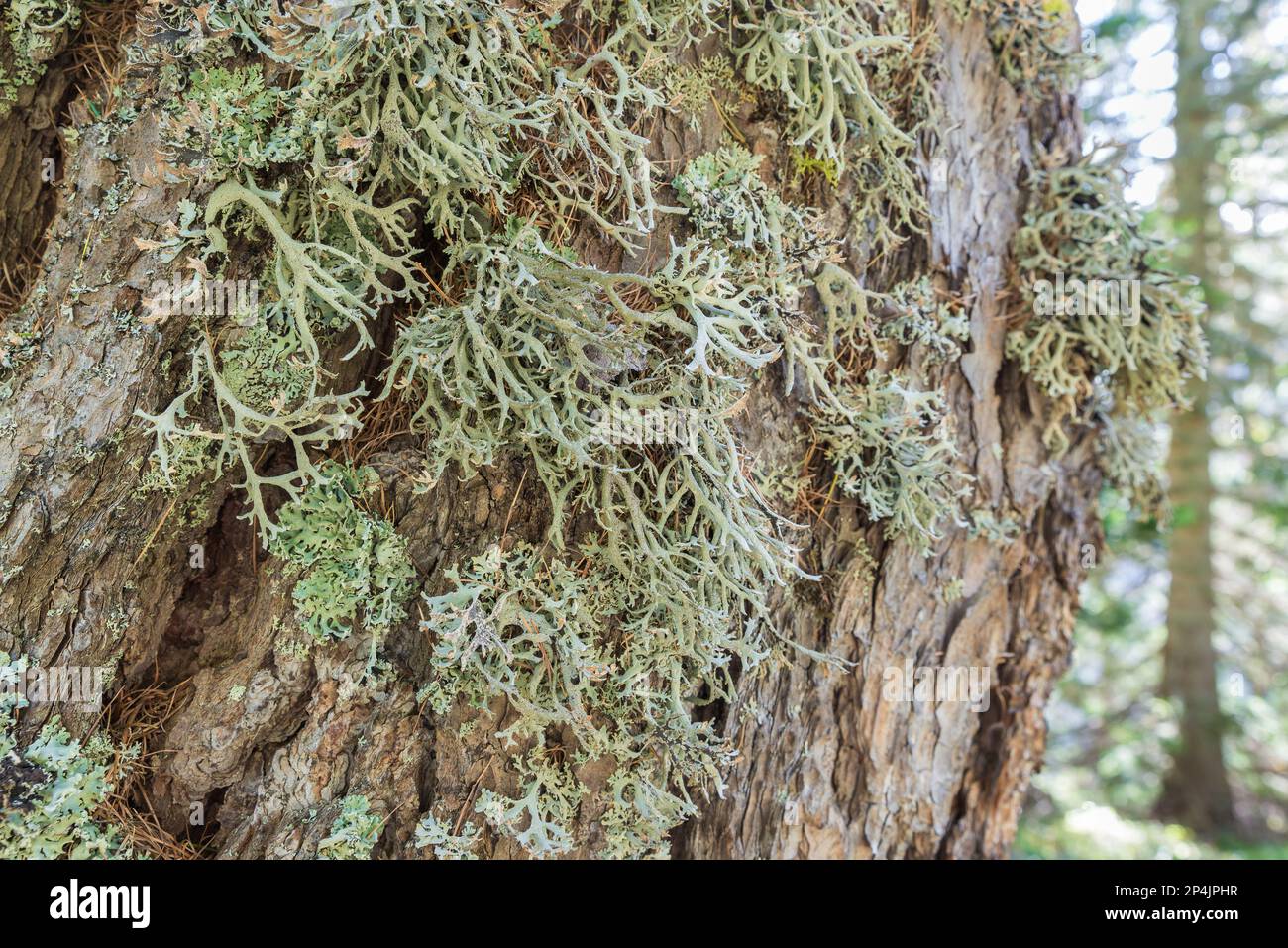 Écorce de mélèze avec lichens. Concept de symbiose, bioindicateurs, indicateur environnemental - indicateur biologique, par exemple en ce qui concerne l'air Banque D'Images