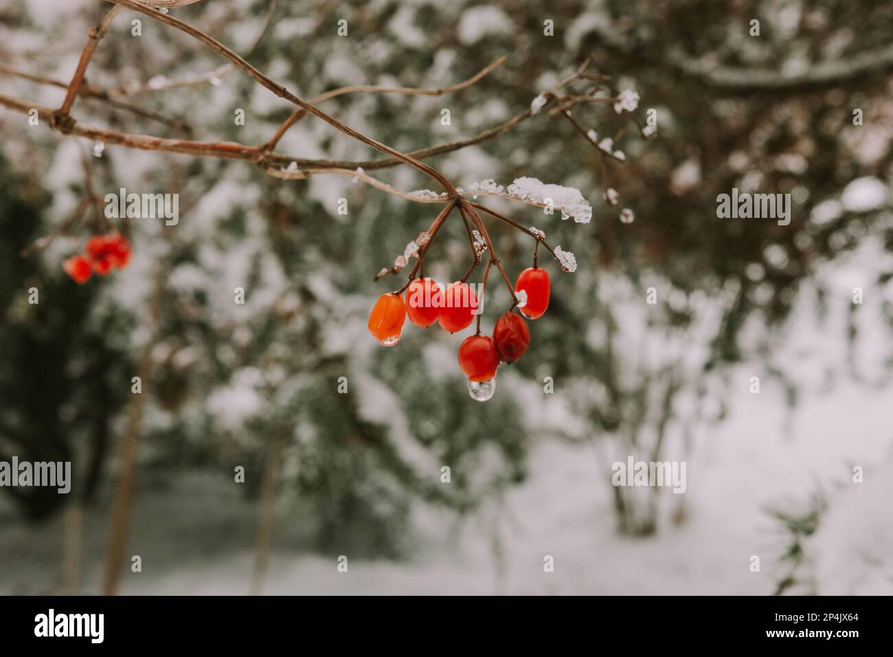 Fruit rouge d'un arbre recouvert de neige Banque D'Images
