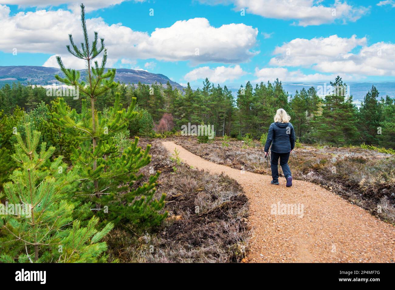Un marcheur sur le chemin des sentiers de la forêt d'Abriachan près de Drumnadrochit en Écosse Banque D'Images