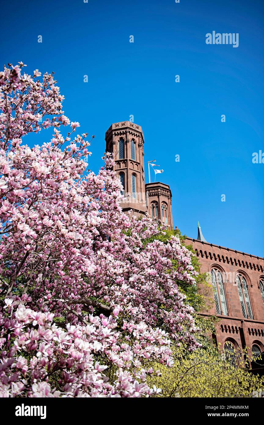 Magnolias en pleine floraison au jardin Enid A. Haupt au château Smithsonian à Washington DC Banque D'Images