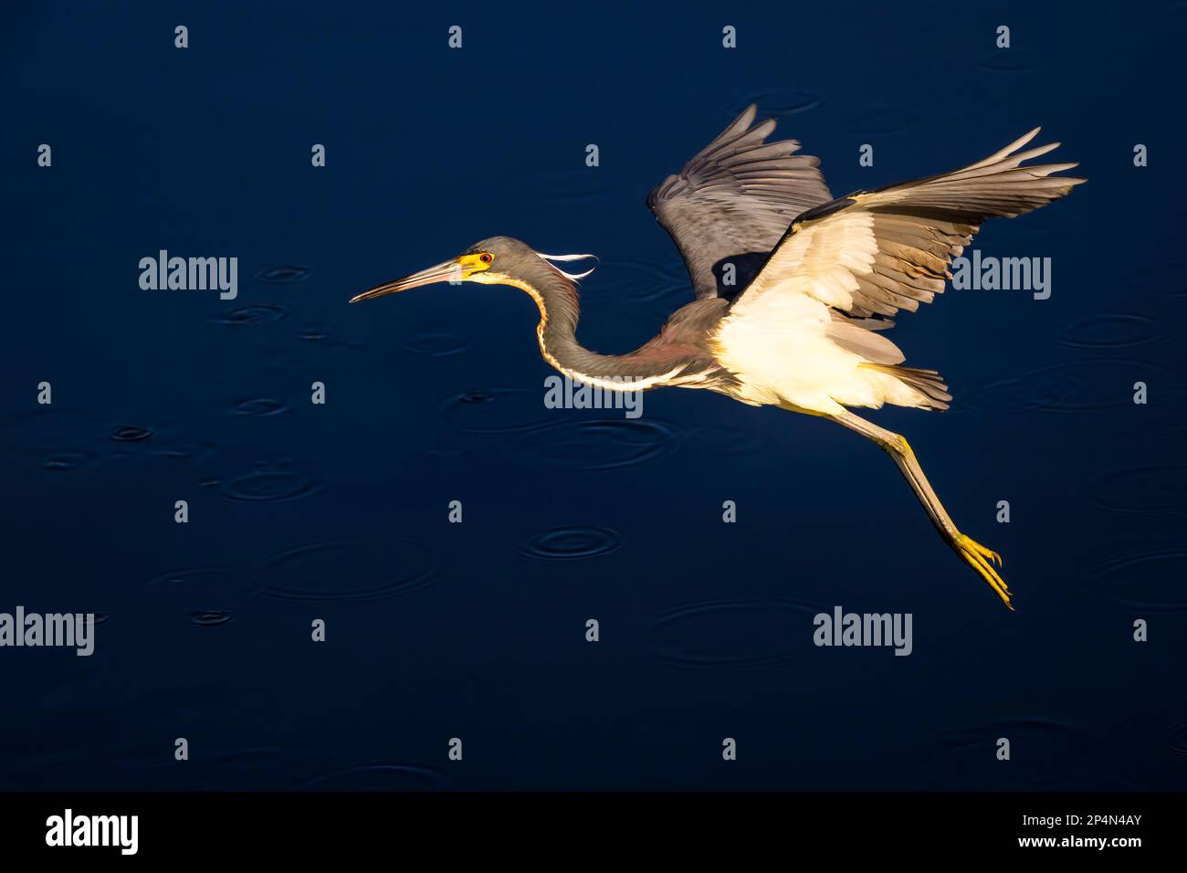 Heron tricolore (Egretta tricolor) volant au lever du soleil au-dessus de l'eau, zone humide de Wakodahatchee, Floride, États-Unis. Banque D'Images