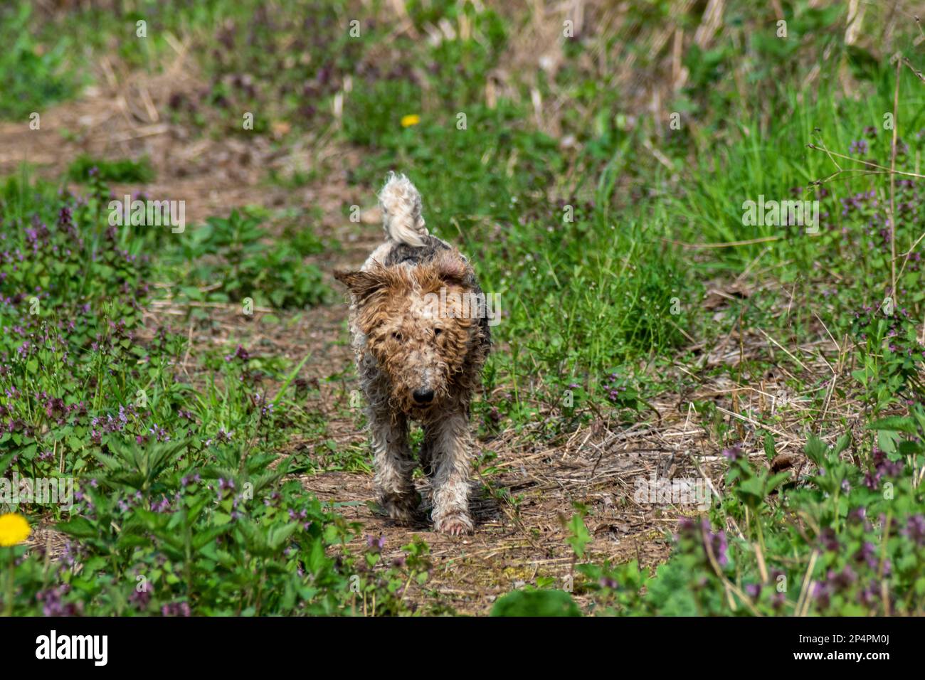 Terrier de renard sale traversant un pré rempli de fleurs pourpres et jaunes Banque D'Images