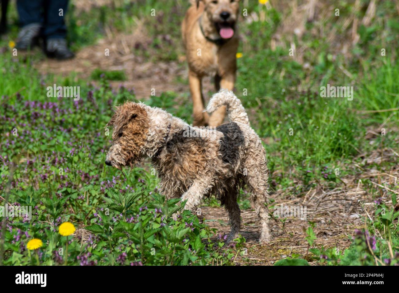 Deux chiens qui profitent de leur journée dans la nature tout en courant dans la prairie Banque D'Images