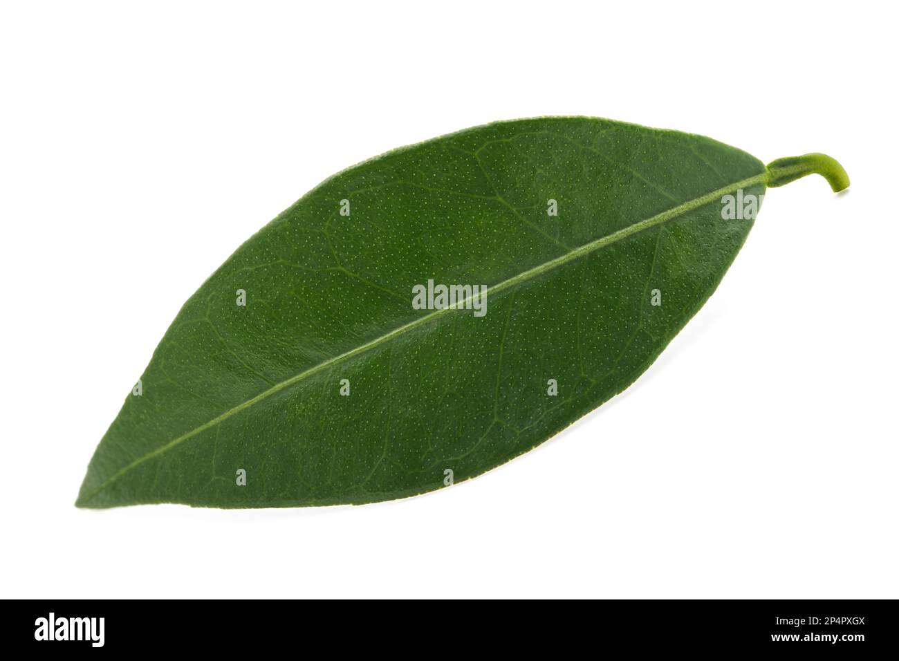 Feuille orange verte isolée sur fond blanc Banque D'Images