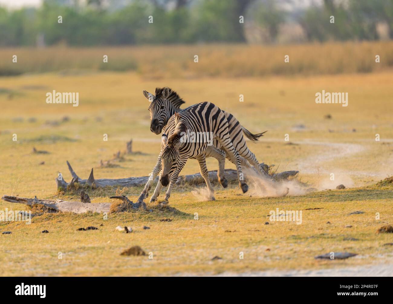 Deux Zèbres jouant et coudandinant ensemble dans la lumière du soleil parfaite du matin au Botswana Moremi Banque D'Images