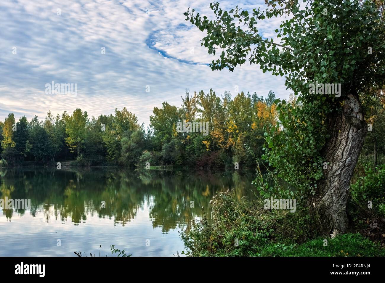 Crique de lac avec un tronc d'arbre au premier plan, ciel bleu et nuages blancs bouffis. Surface d'eau calme. Paysage de la fin de l'automne. Dubnica, Slovaquie. Banque D'Images