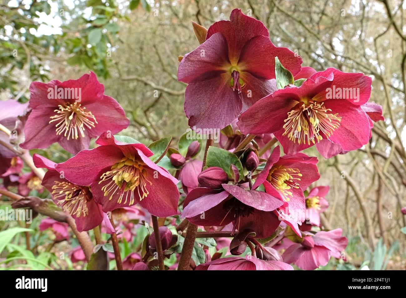 Hellébores, ou rose de lenten, ÔIce n Roses RedÕ en fleur. Banque D'Images