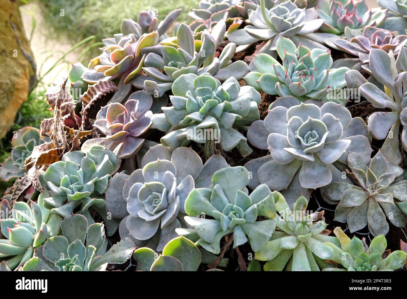 Rosettes des plantes succulentes Echeveria elegans. Banque D'Images