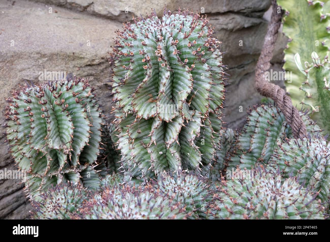 Euphorbia horrida, ou cactus de baril de lait africain. Banque D'Images