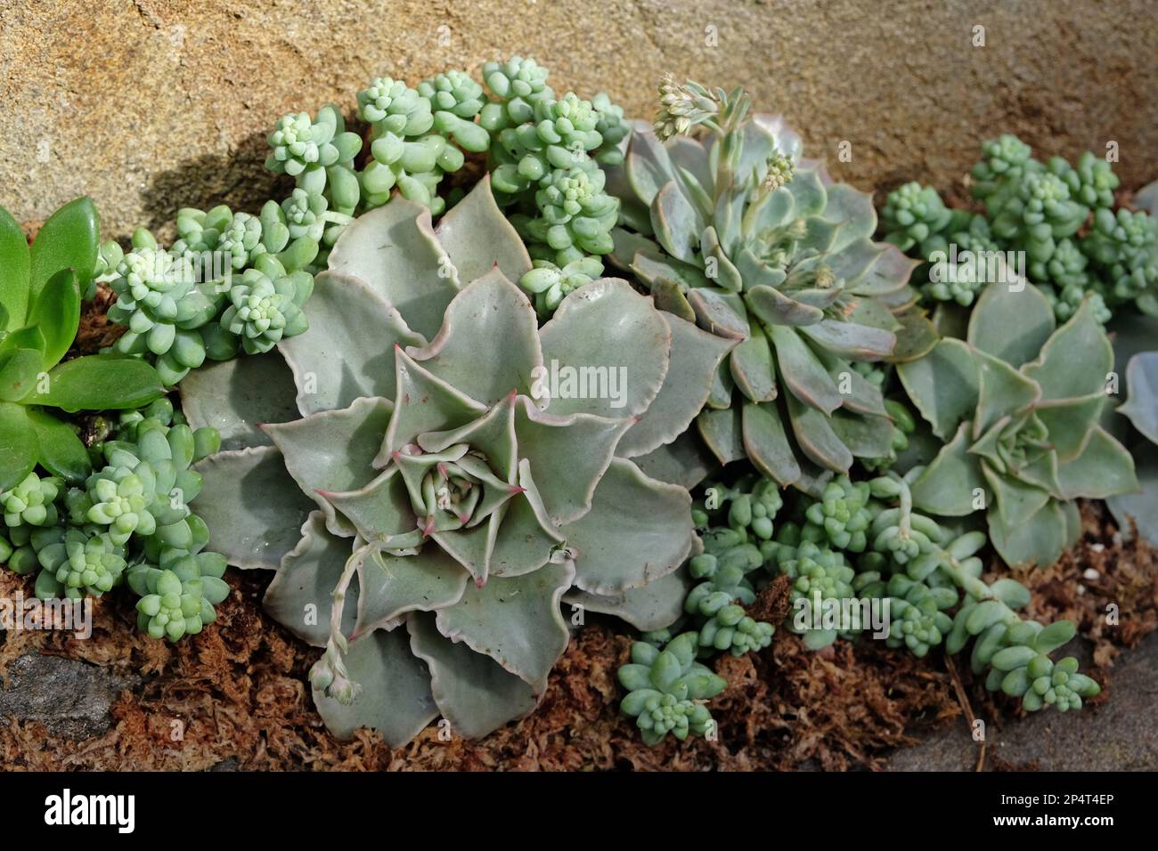 Rosettes des plantes succulentes Echeveria elegans. Banque D'Images