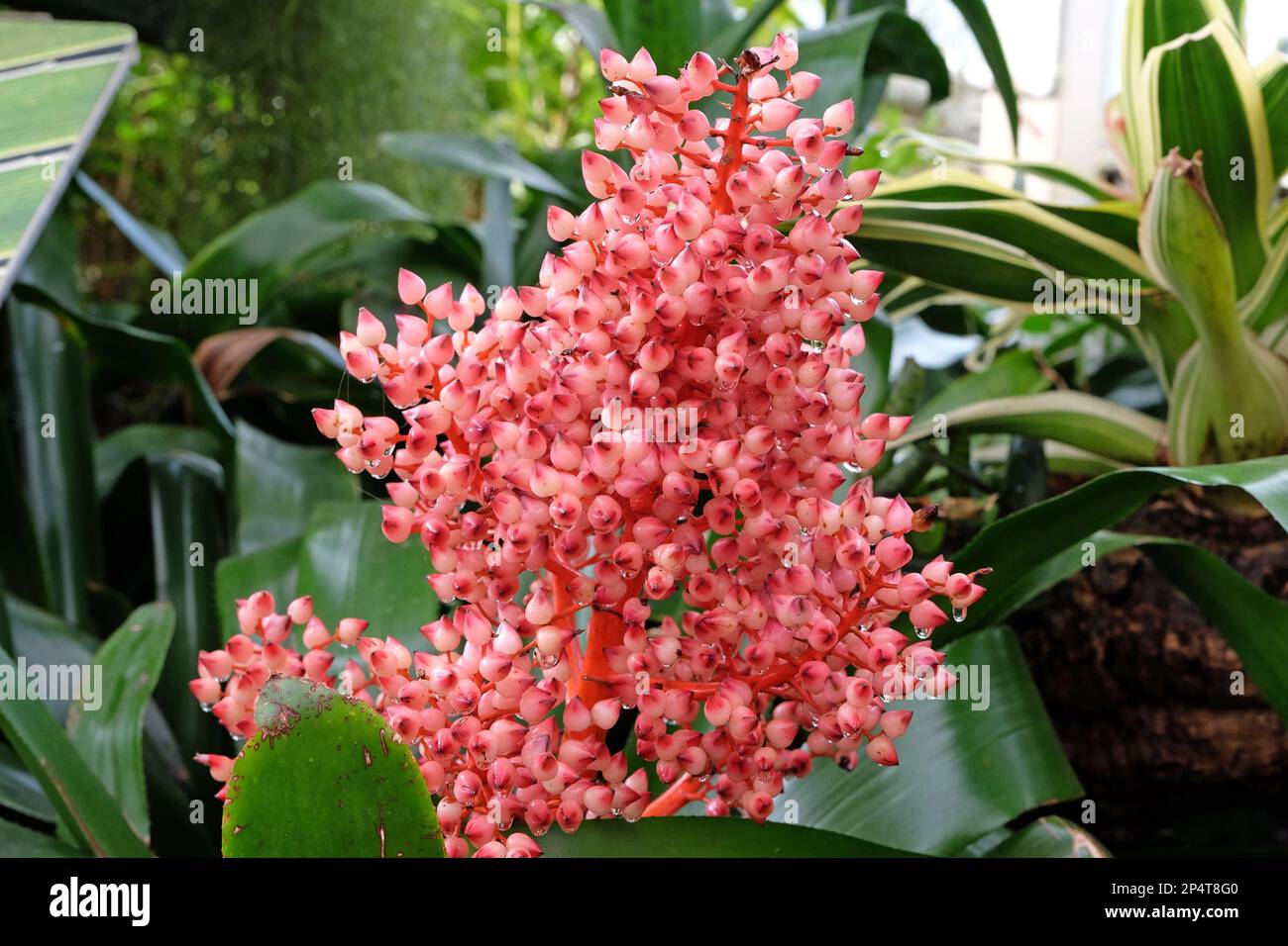 Les baies roses de la plante d'Aechmea ramosa. Banque D'Images