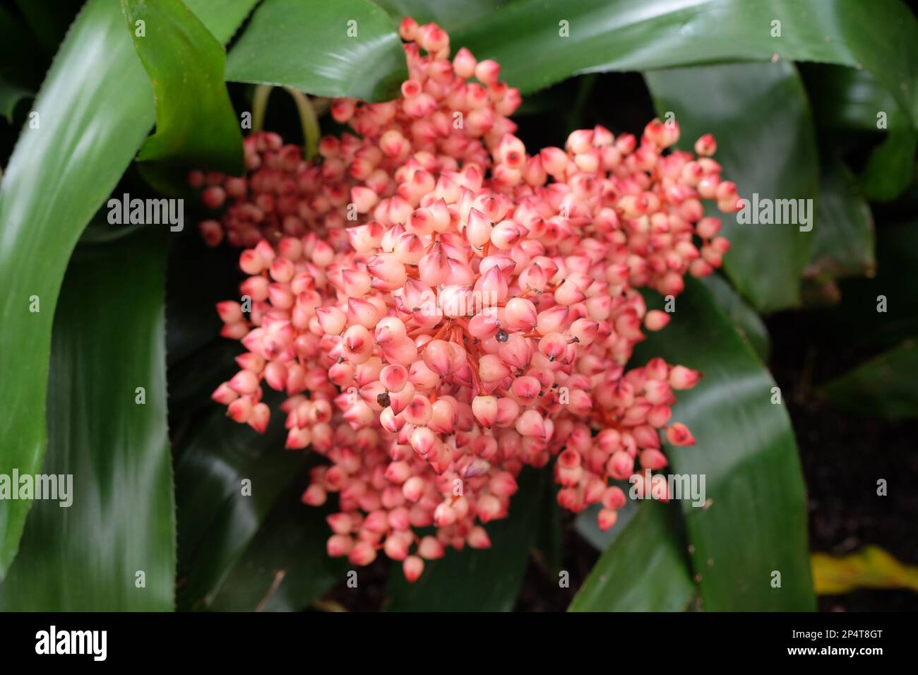 Les baies roses de la plante d'Aechmea ramosa. Banque D'Images