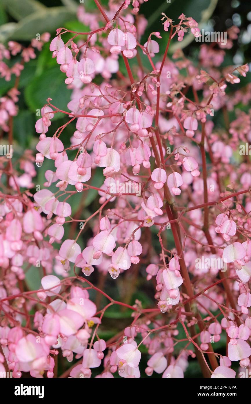 Rose Scarlet begonia en fleur Banque D'Images